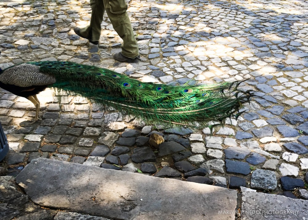 Animals-Portugal-May2015-2