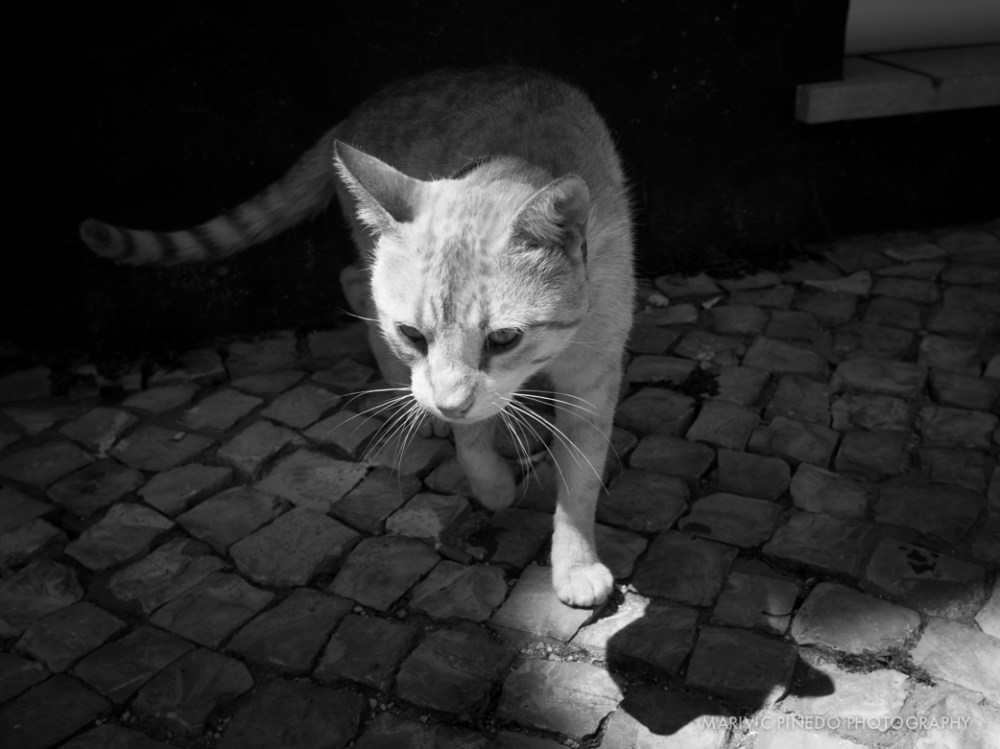 Animals-Portugal-May2015-3