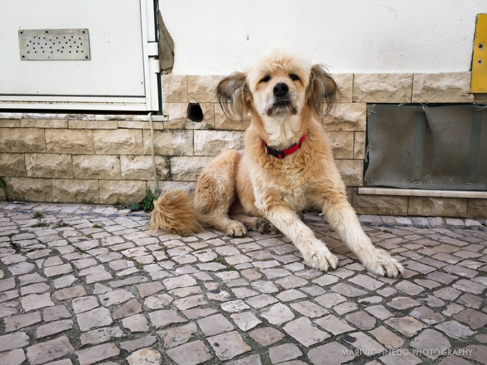 Animals-Portugal-May2015-4