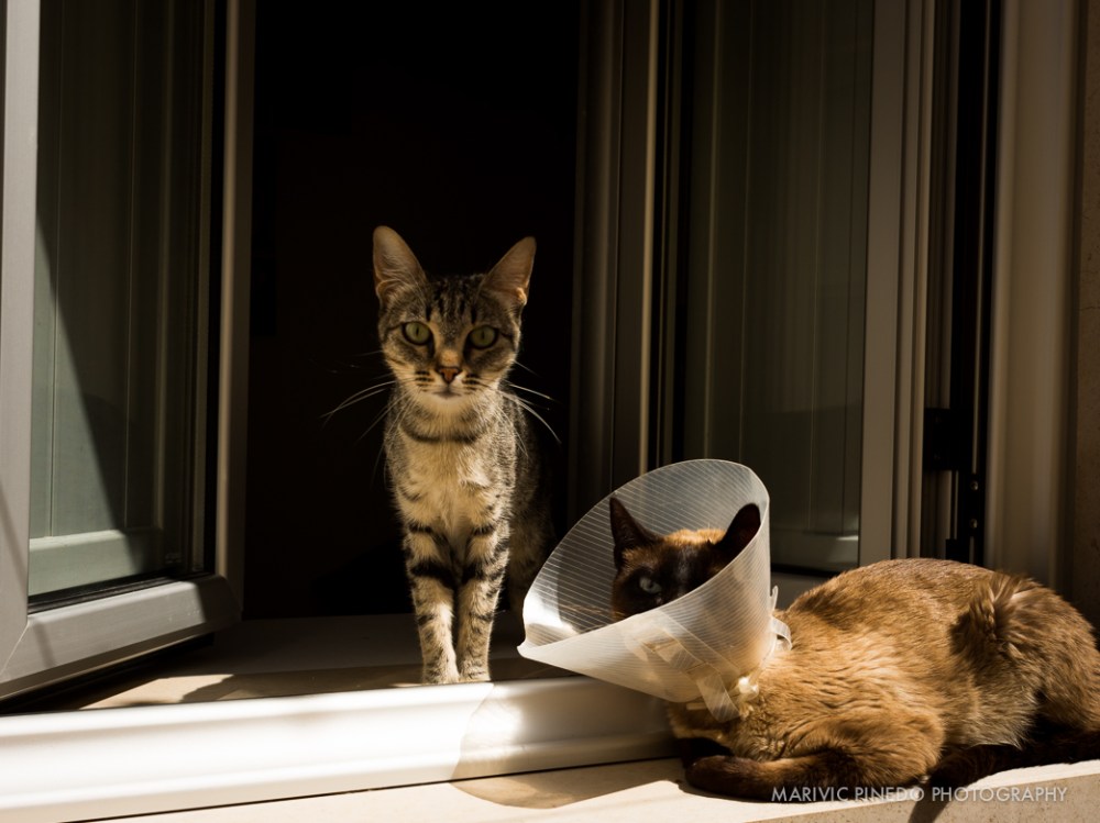 Animals-Portugal-May2015-5