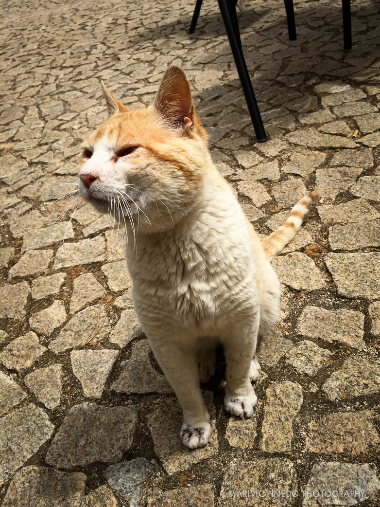 Animals-Portugal-May2015