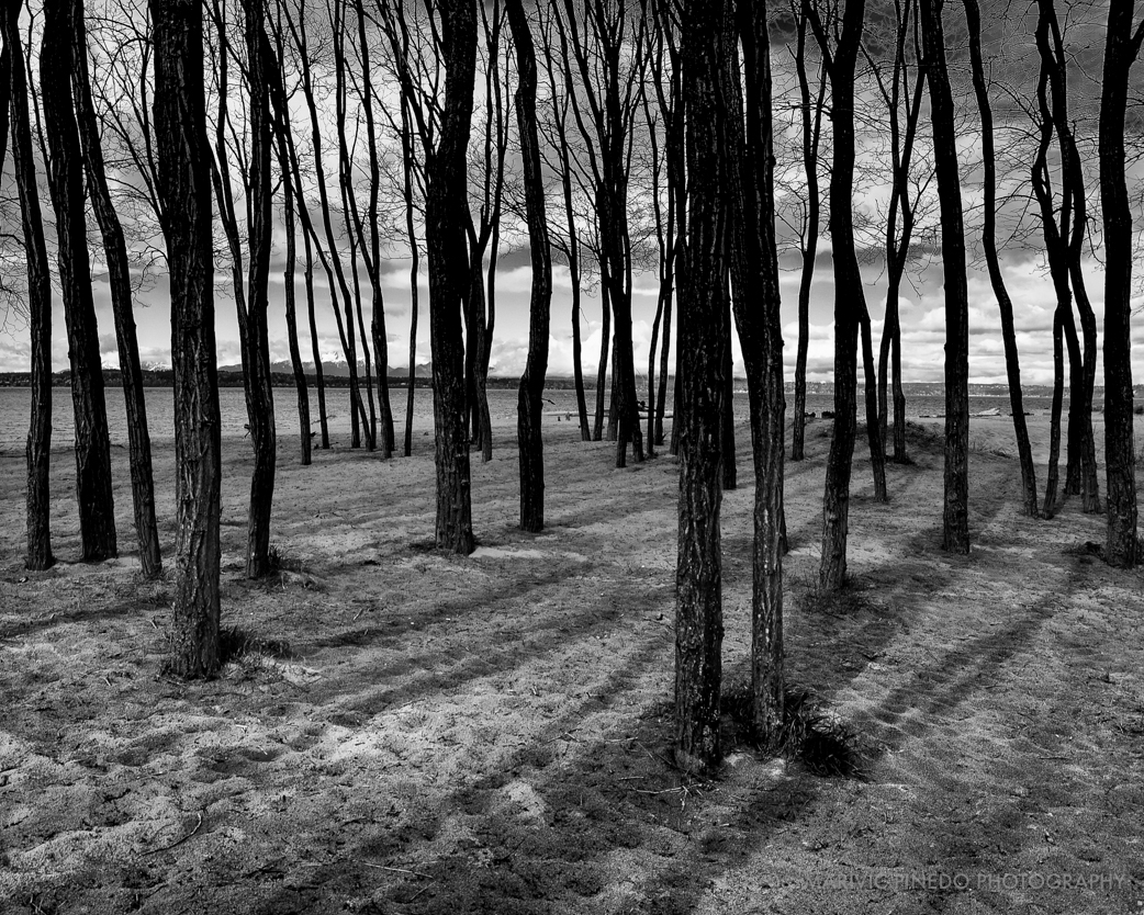 Golden-Gardens-APR2016-4