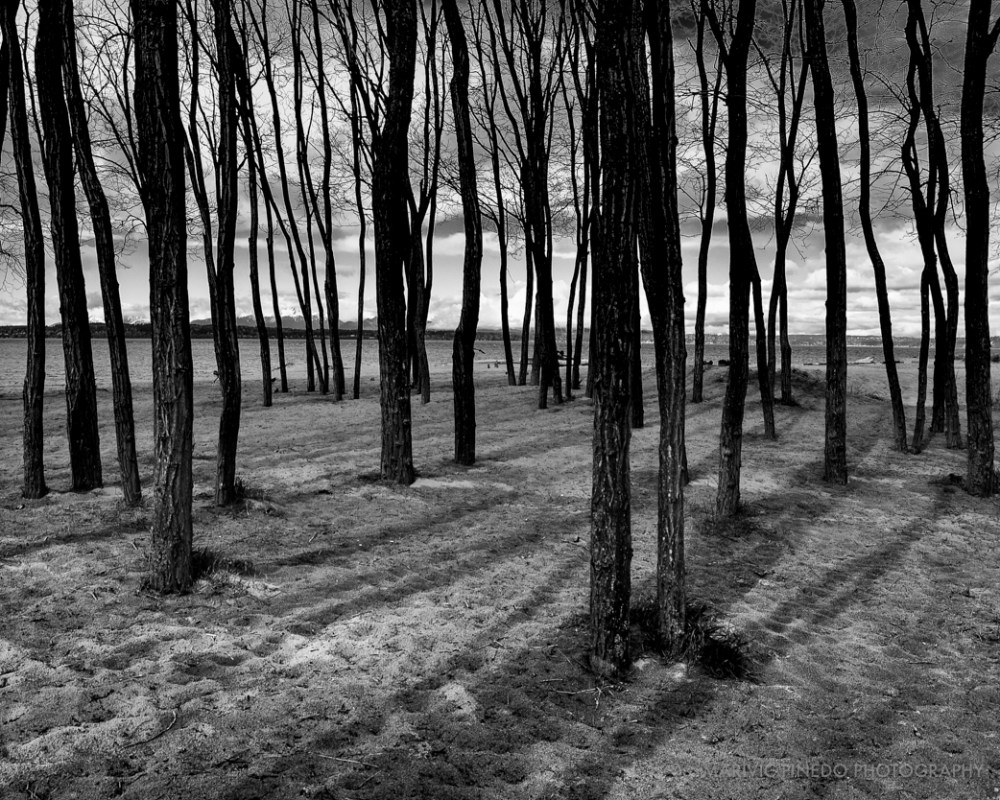 Golden-Gardens-APR2016-4