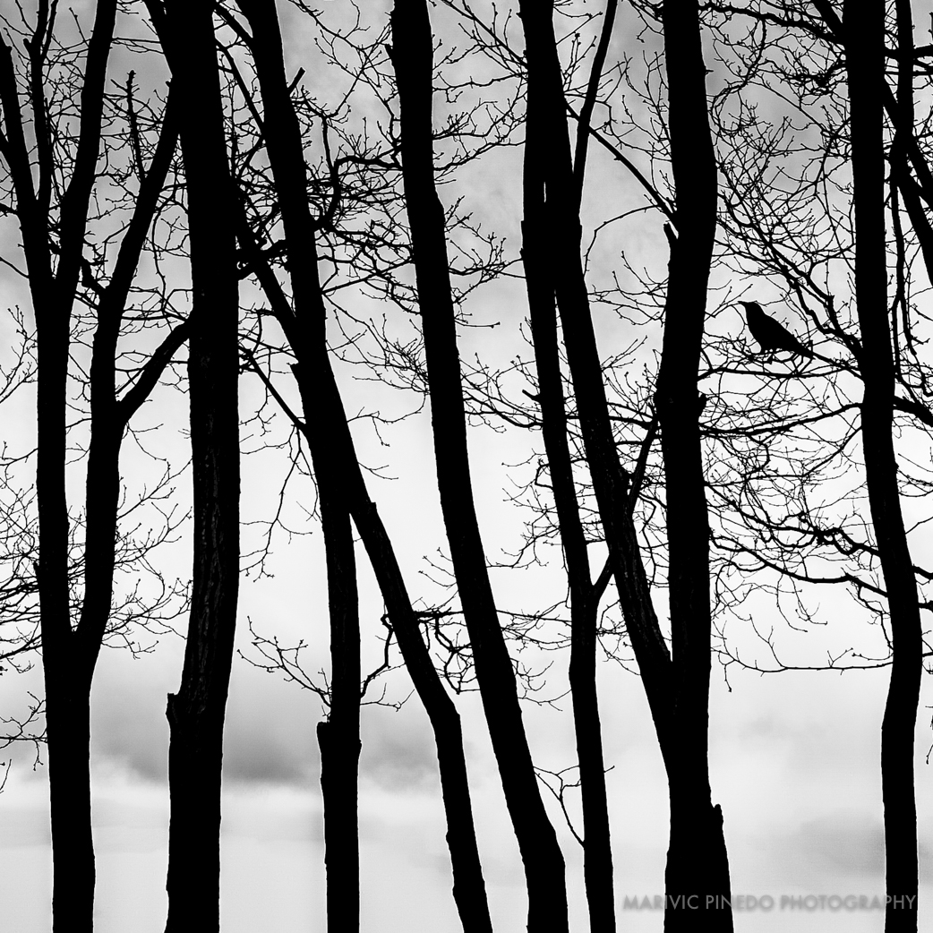 Golden-Gardens-APR2016-5