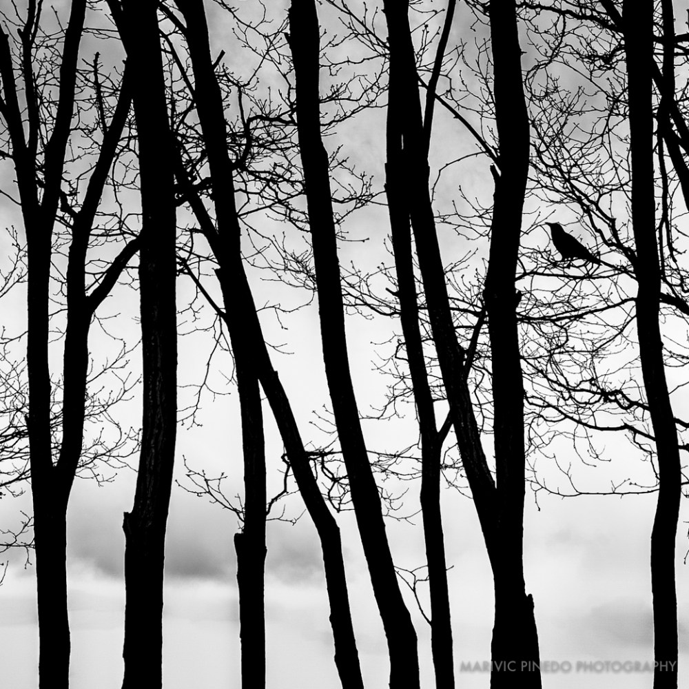 Golden-Gardens-APR2016-5