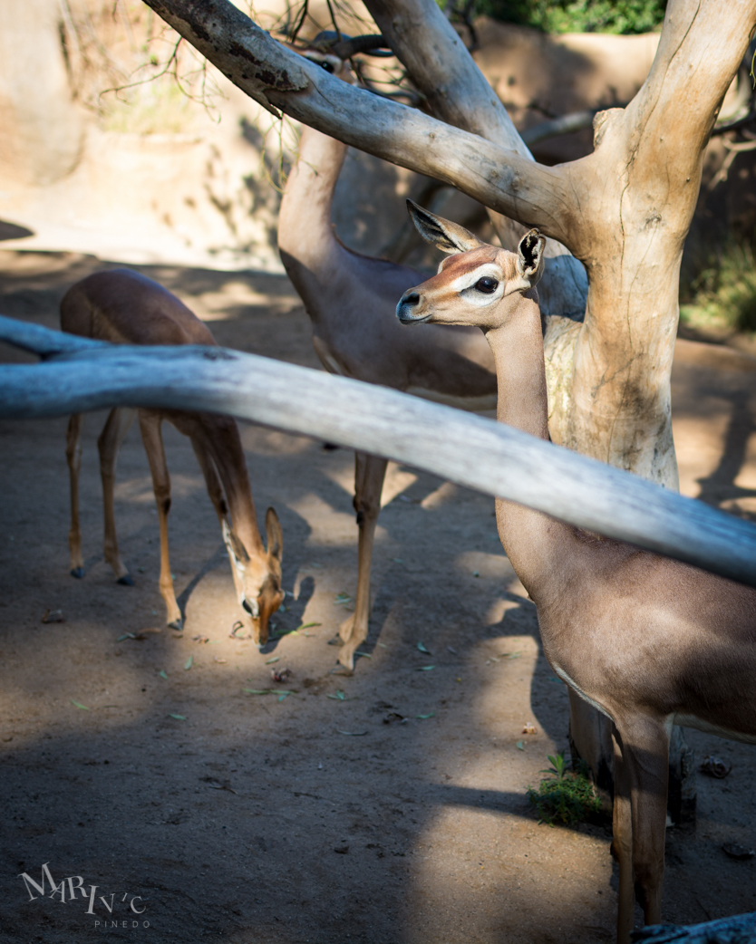 San-Diego-July-2016-SM-12.jpg