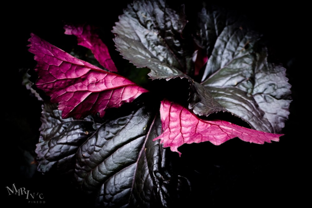 Whistler-Trip-July2016-37